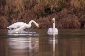 Whooper Swan (Cygnus cygnus), Saxony-Anhalt, Germany, Europe