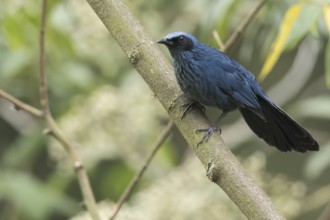 Blue Mockingbird (Melanotis caerulescens) perched on a branch in Oaxaca, Mexico, Central America