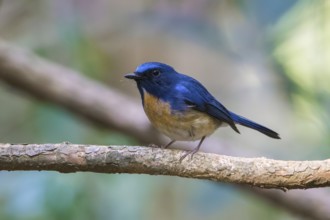 Hainan Blue Flycatcher (Cyornis hainanus klossi) male, Di Linh, Vietnam, Asia