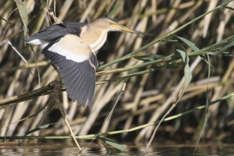 Little Bittern (Ixobrychus minutus) male flying, Zurich, Switzerland, Europe