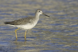 Greater Yellowlegs (Tringa melanoleuca), British Columbia, Canada, North America