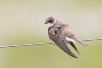 Sand martin (Riparia riparia), sitting on a wire, wildlife, animals, birds, swallows, migratory