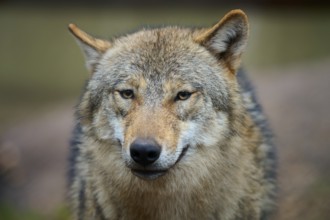 Wolf (Canis lupus), wolf in close-up, focussed and attentive, with detailed fur, Germany, Europe