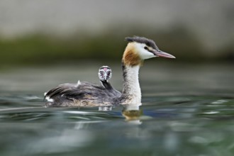 Great Crested Grebe (Podiceps Scalloped ribbonfish), with chicks in plumage swimming in the water,