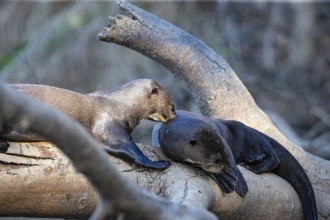 Giant otter (Pteronura brasiliensis) Pantanal Brazil