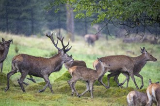 Red deer (Cervus elaphus) Rutting behaviour captive Germany