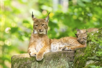 Eurasian lynx (Lynx lynx) mother with her youngsters (cubs) in a forest, Bavaria, Germany, Europe