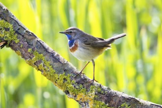 Bluethroat (Luscinia svecica cyanecula) Male Germany