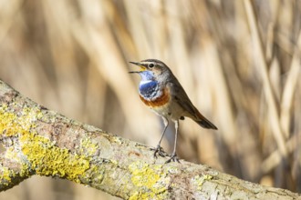 Bluethroat (Luscinia svecica cyanecula) Male Germany