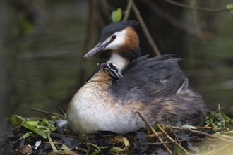 Great Crested Grebe (Podiceps Scalloped ribbonfish) with juveniles), Emsland, Lower Saxony,