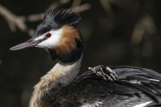 Great Crested Grebe (Podiceps Scalloped ribbonfish) with juvenile, Emsland, Lower Saxony, Germany,