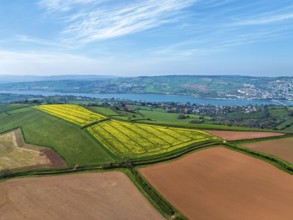 Rapeseed fields over the River Teign from a drone, Teignmouth, Shaldon, Devon, England, United