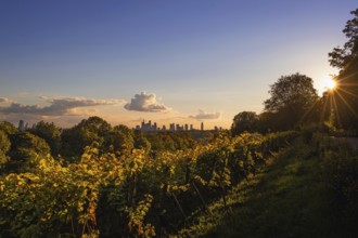 The light of the setting sun falls on the vines on the Lohrberg in Frankfurt am Main. The