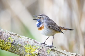 Bluethroat (Luscinia svecica cyanecula) Male Germany