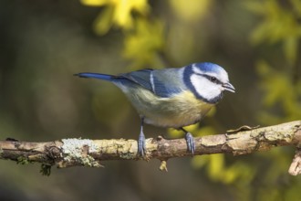 Blue tit (Parus caeruleus) sitting on a branch surrounded by yellow forsythia flowers in a natural