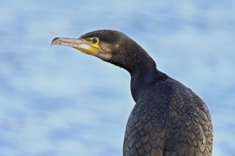 Cormorant (Phalacrocorax carbo), Switzerland, Europe