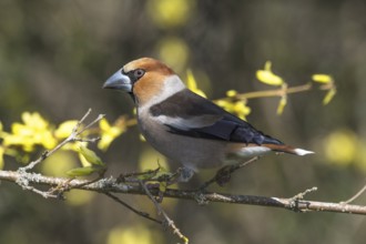 Male hawfinch (Coccothraustes coccothraustes) sitting on a forsythia branch with yellow flowers and