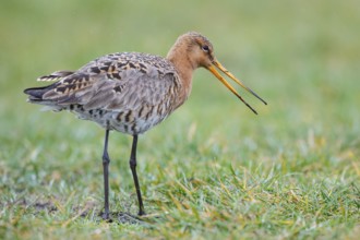 Black-tailed Godwit (Limosa limosa) foraging, Netherlands