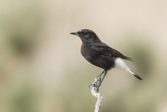 Mourning Wheatear (Oenanthe lugens warriae) perched on a branch, Arava Valley, Israel, Asia