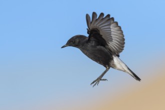 Mourning Wheatear (Oenanthe lugens warriae) flying, Eilat, Israel, Asia