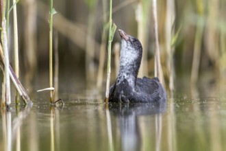 Eurasian Coot (Fulica atra) juvenile eating reeds, Mecklenburg-Western Pomerania, Germany, Europe