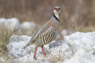 Rock Partridge (Alectoris graeca), Istria, Croatia, Europe