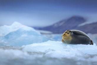 Bearded seal, lying sea animal on ice in Arctic Svalbard, winter cold scene with ocean, dark