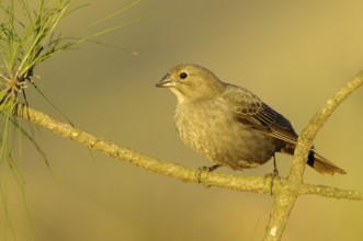 Brown-headed Cowbird (Molothrus ater), Texas, USA, North America