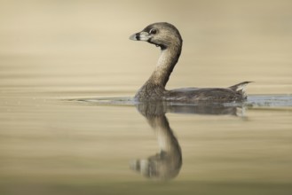 Pied-billed Grebe (Podilymbus podiceps), Ohio, USA, North America