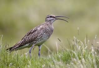 Whimbrel (Numenius phaeopus) calling, Bordoy, Faroe Islands, Europe