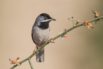Rüppell's Warbler (Sylvia ruppeli) male, Eilat, Israel, Asia