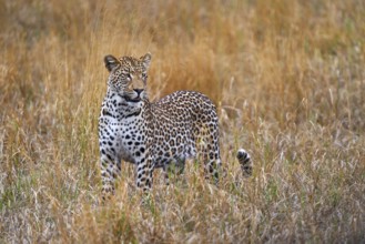 Leopard, Panthera pardus shortidgei, nature habitat, big wild cat in the nature habitat, sunny day