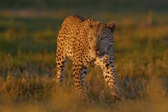 Okavango delta. Wildlife Botswana. Leopard golden grass sunset, Botswana, Africa. Big spotted cat