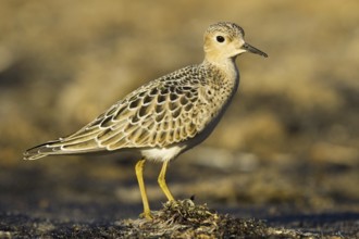 Buff-breasted Sandpiper (Calidris subruficollis), Asturias, Spain, Europe