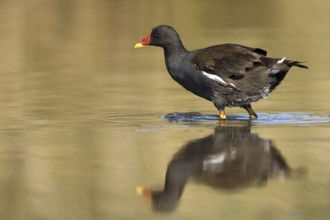 Common Moorhen (Gallinula chloropus), Castile-La Mancha, Spain, Europe