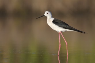 Black-winged Stilt (Himantopus himantopus), Camargue, France, Europe