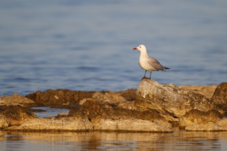 Audouin's Gull (Ichthyaetus audouinii), Mallorca, Spain, Europe