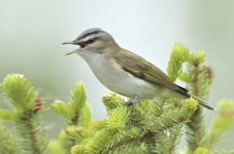 Red-eyed Vireo (Vireo olivaceus), Alberta, Canada, North America