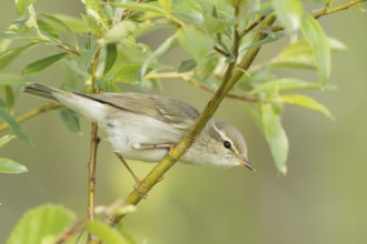 Arctic Warbler (Phylloscopus borealis), Finnmark, Norway, Europe