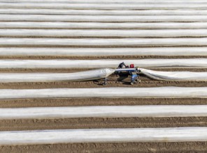 DefaultAsparagus harvest on the Lower Rhine, near Wesel, asparagus field under thermo foil, for