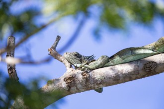 Green iguana (Iguana iguana) Pantanal Brazil