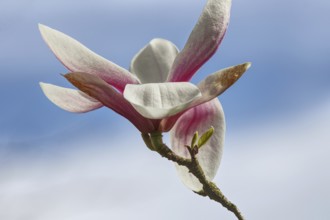 Single magnolia blossom in pink and white against a blue sky, Siegen, North Rhine-Westphalia,