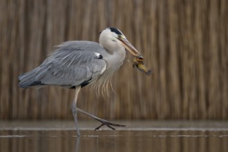 Grey Heron (Ardea cinerea) with fish prey in beak, Pusztaszer, Hungary, Europe