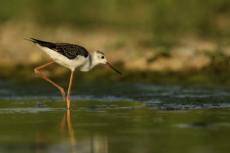 Black-winged Stilt (Himantopus himantopus) juvenile foraging, Piedmont, Italy, Europe