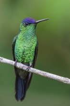 Violet-capped Woodnymph (Thalurania glaucopis) perched on a branch in the Atlantic rainforest of