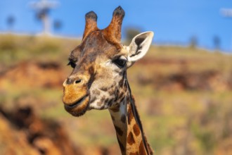 A giraffe is looking at the camera with its mouth open. The giraffe is standing on a rocky hillside