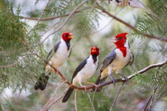 Red-crested Tanager (Paroaria coronata) Pantanal Brazil