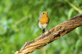 European robin (Erithacus rubecula) Germany