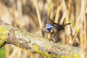 Bluethroat (Luscinia svecica cyanecula) Male Germany
