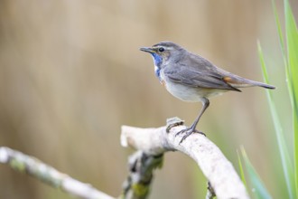 Bluethroat (Luscinia svecica cyanecula) Male Germany